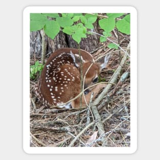 Baby Deer Sticker